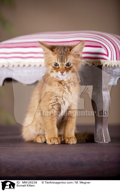 Somali Kitten / MW-26238