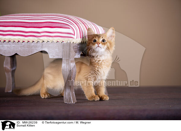 Somali Kitten / MW-26239
