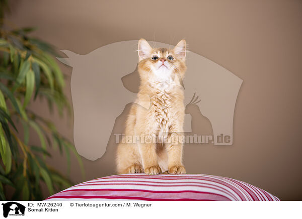 Somali Kitten / MW-26240