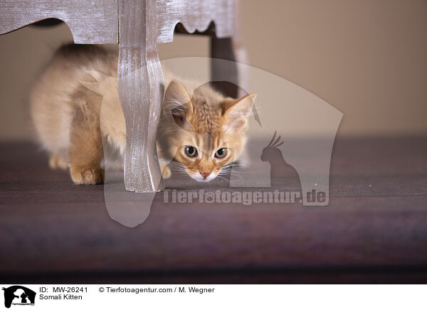 Somali Ktzchen / Somali Kitten / MW-26241
