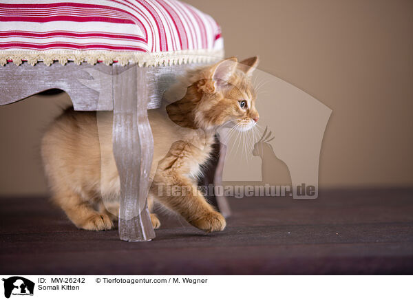 Somali Ktzchen / Somali Kitten / MW-26242