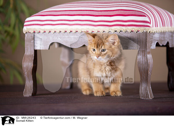 Somali Ktzchen / Somali Kitten / MW-26243