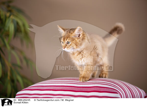 Somali Kitten / MW-26245