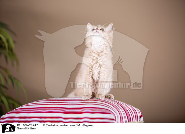 Somali Kitten / MW-26247