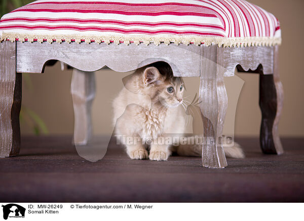 Somali Kitten / MW-26249