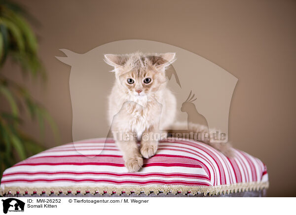 Somali Kitten / MW-26252
