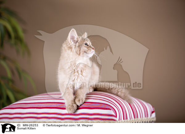 Somali Kitten / MW-26253
