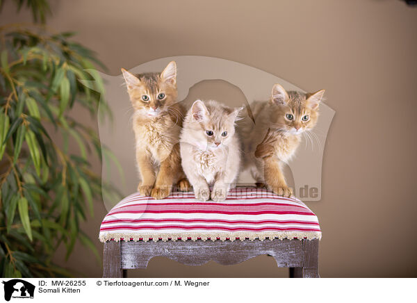 Somali Kitten / MW-26255