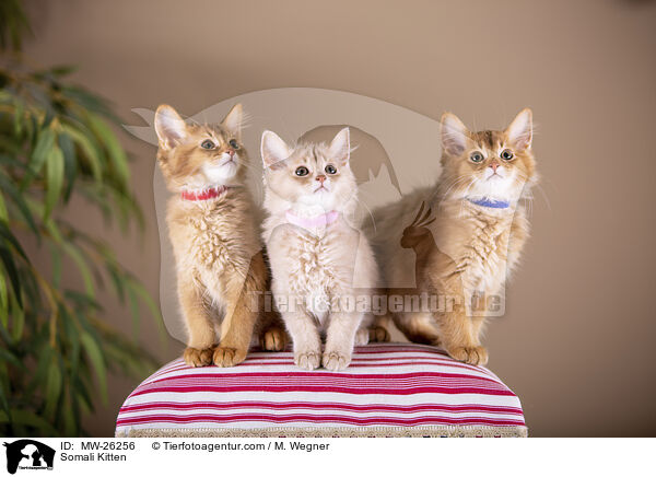 Somali Kitten / MW-26256