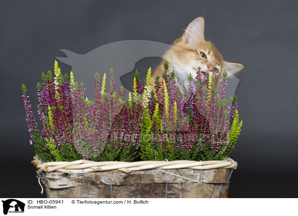 Somali kitten / HBO-05941