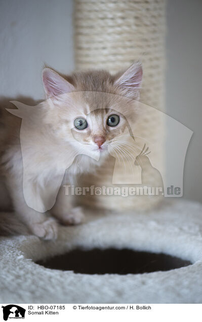 Somali Kitten / HBO-07185
