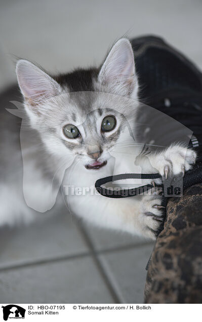 Somali Ktzchen / Somali Kitten / HBO-07195