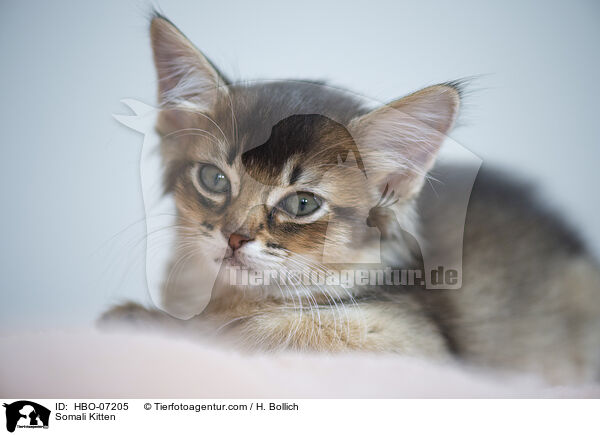 Somali Kitten / HBO-07205