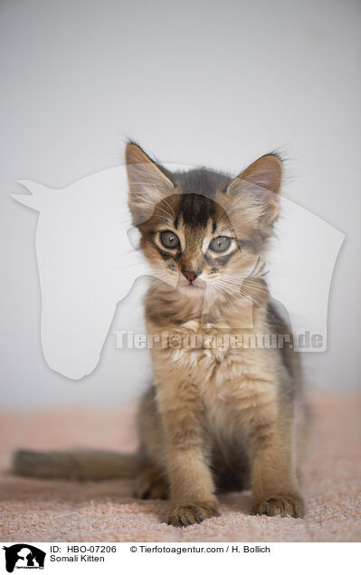 Somali Kitten / HBO-07206