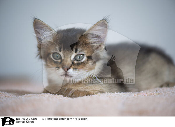 Somali Kitten / HBO-07208