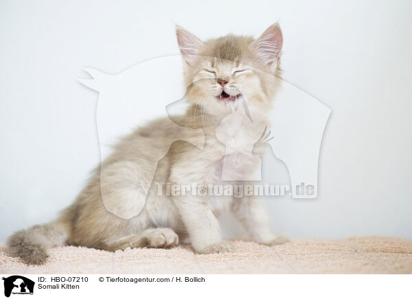 Somali Kitten / HBO-07210