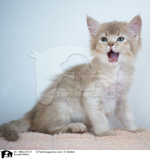 Somali Kitten / HBO-07211