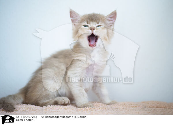 Somali Kitten / HBO-07213
