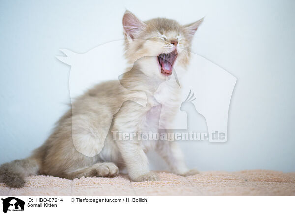 Somali Kitten / HBO-07214