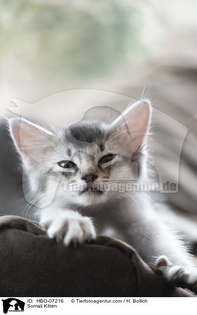 Somali Kitten / HBO-07216