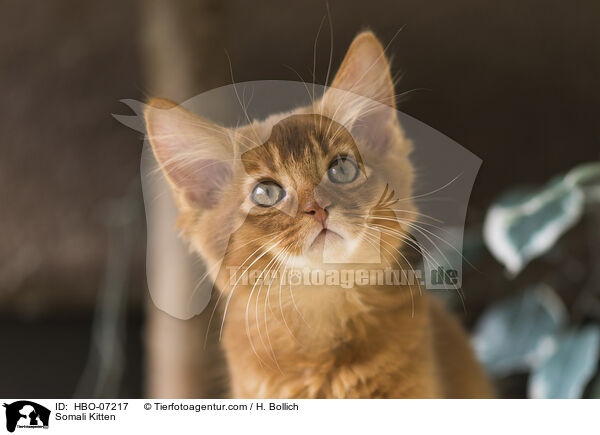 Somali Kitten / HBO-07217