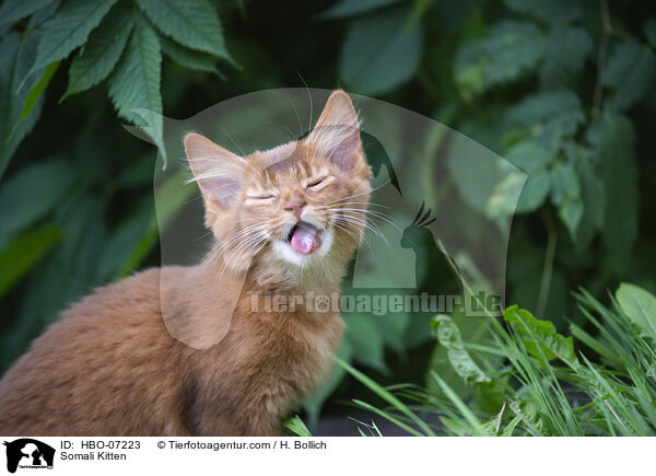 Somali Ktzchen / Somali Kitten / HBO-07223