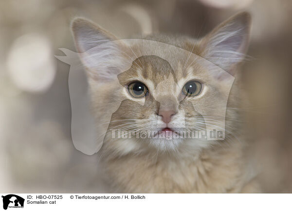 Somali Katze / Somalian cat / HBO-07525