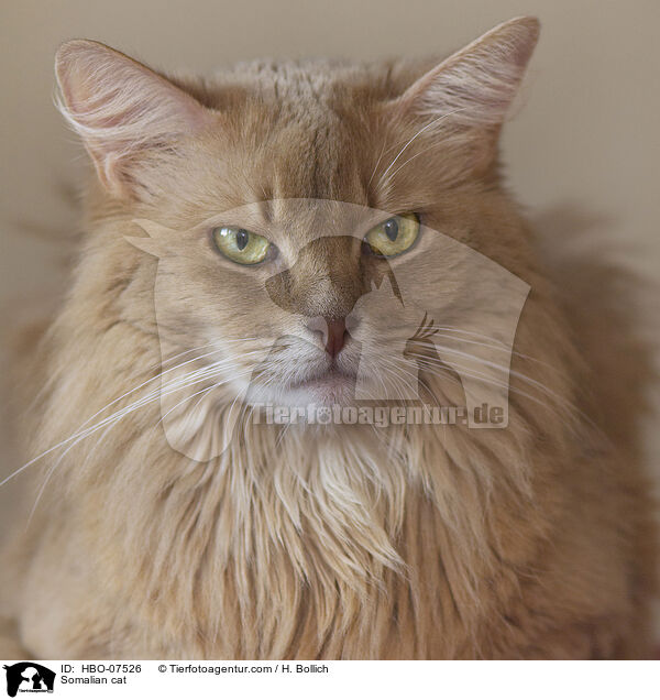 Somali Katze / Somalian cat / HBO-07526