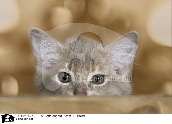 Somali Katze / Somalian cat / HBO-07527