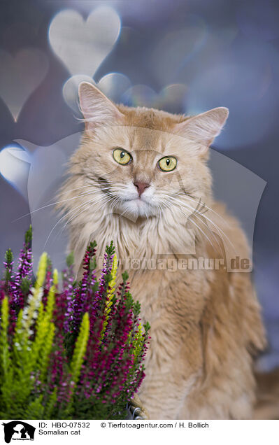 Somali Katze / Somalian cat / HBO-07532