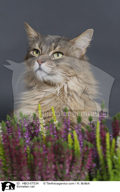 Somali Katze / Somalian cat / HBO-07534