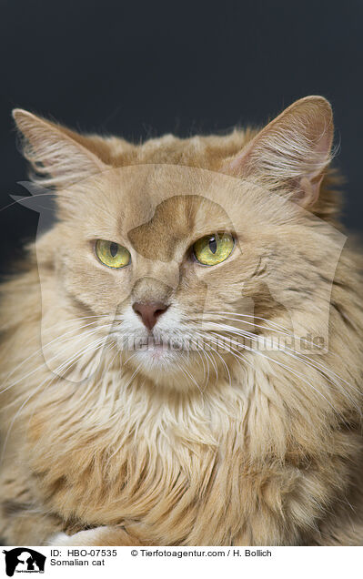 Somali Katze / Somalian cat / HBO-07535