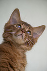Somali Kitten Portrait