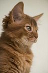 Somali Kitten Portrait