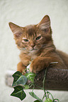 Somali Kitten