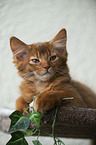 Somali Kitten