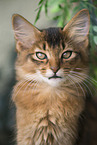 Somali Kitten Portrait