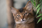 Somali Kitten Portrait