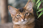 Somali Kitten Portrait