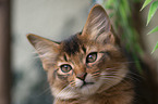 Somali Kitten Portrait