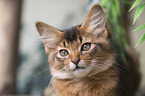 Somali Kitten Portrait