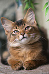 Somali Kitten
