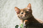 Somali Kitten Portrait