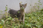 Somali Kitten