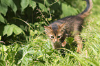 Somali Kitten