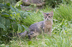 Somali Kitten