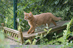 Somali Kitten