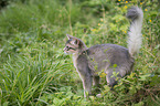Somali Kitten
