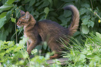 Somali Kitten