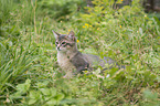 Somali Kitten